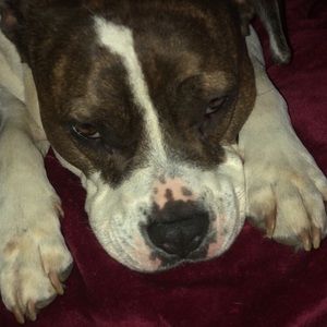 Meet your Posher, Spencer